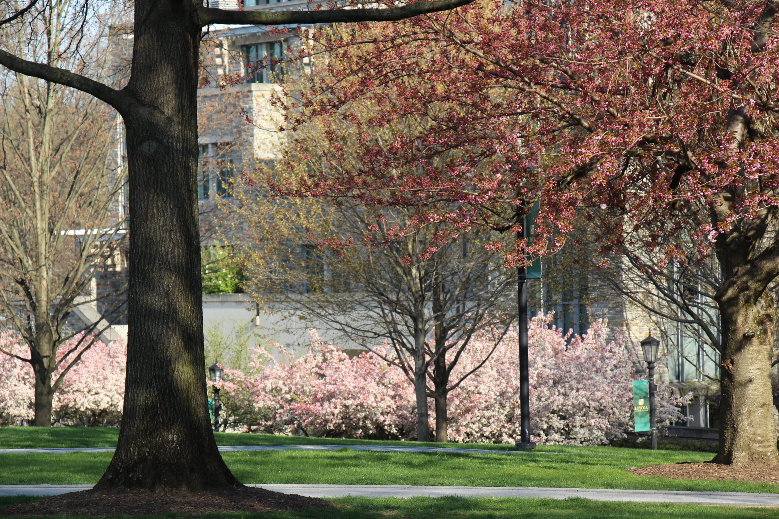 Flowering trees on Loyola's Quad.